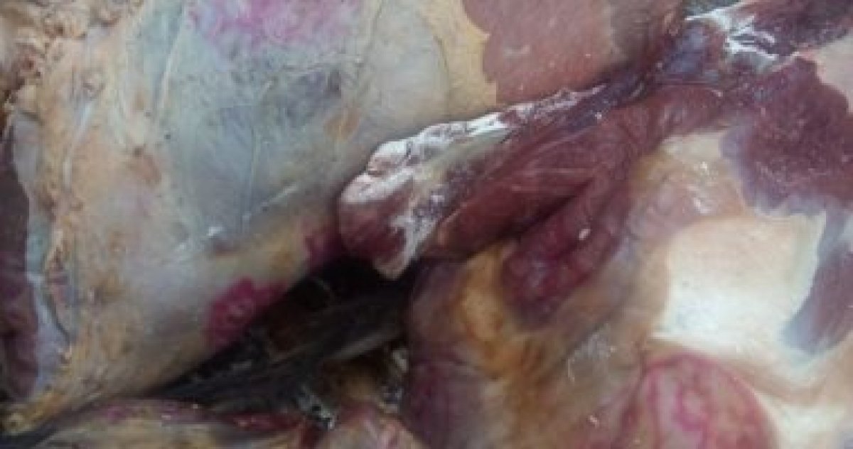 محافظة القاهرة تضبط 37 طن لحوم فاسدة بالأسواق قبل عيد الأضحى