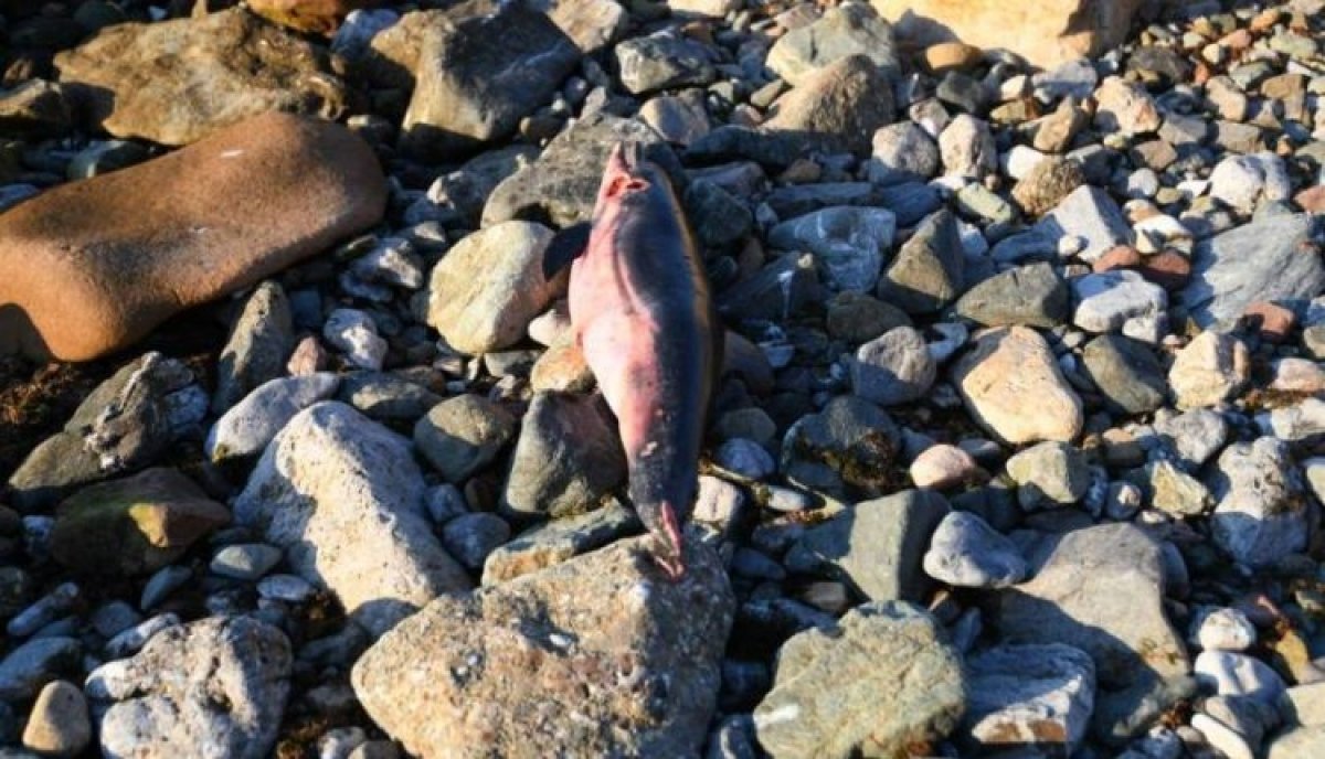 أنشطة صيد بمضيق جبل طارق تؤدي لنفوق أعداد قياسية من الدلافين قرب سبتة