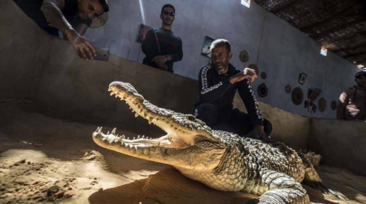 كسر قاعدة البقاء في المنزل قام تمساح بالتهامه