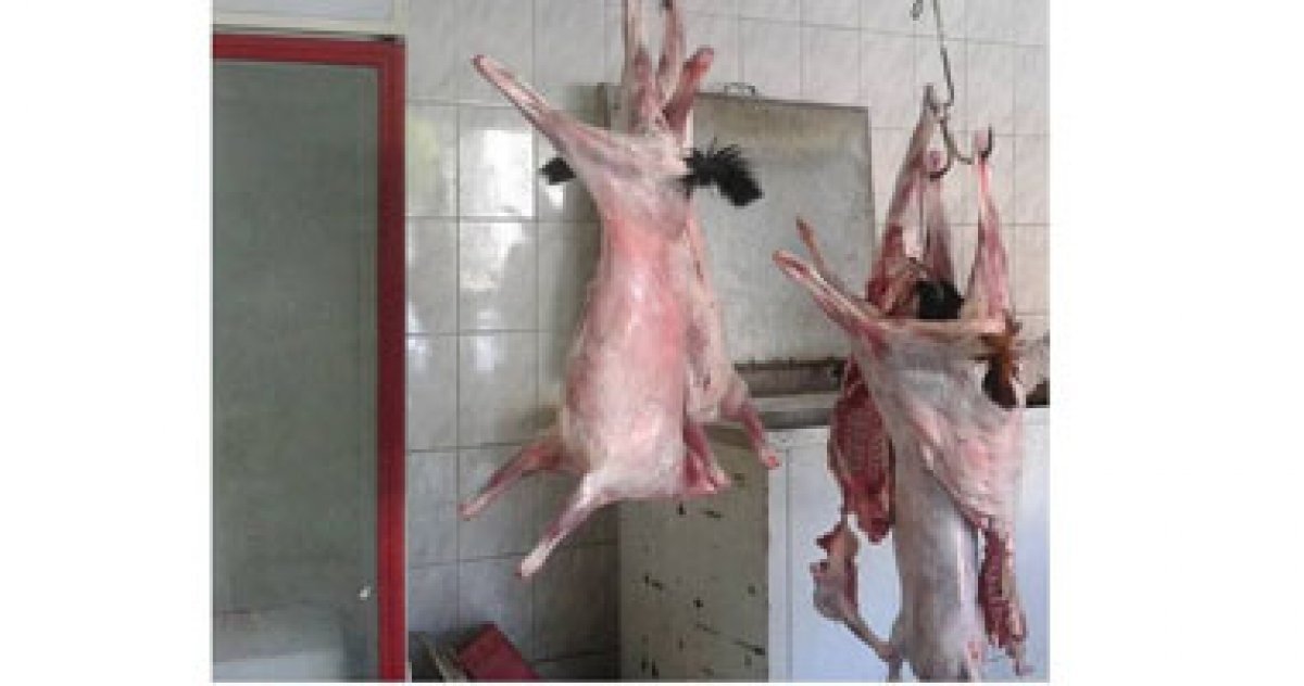 تحرير 137 محضر لمنشآت غذائية مخالفة بالمنيا خلال عيد الأضحى