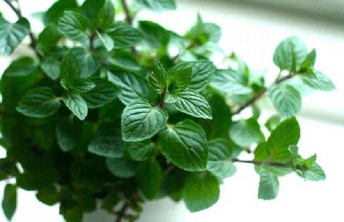 كيف تنشئ مشروعا لتجفيف وتعبئة النباتات الطبية.. وبدعم 75% من جهاز تنمية المشروعات الصغيرة