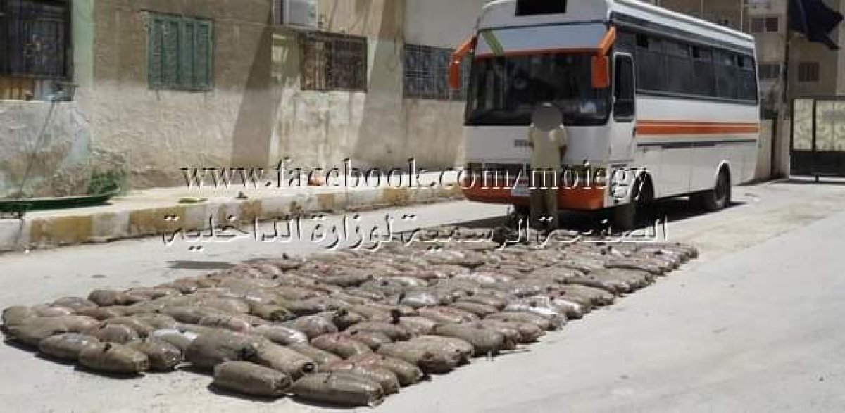أفسدت محاولة تهريب كمية كبيرة من نبات البانجو المخدر تجاوزت نصف طن بالسويس