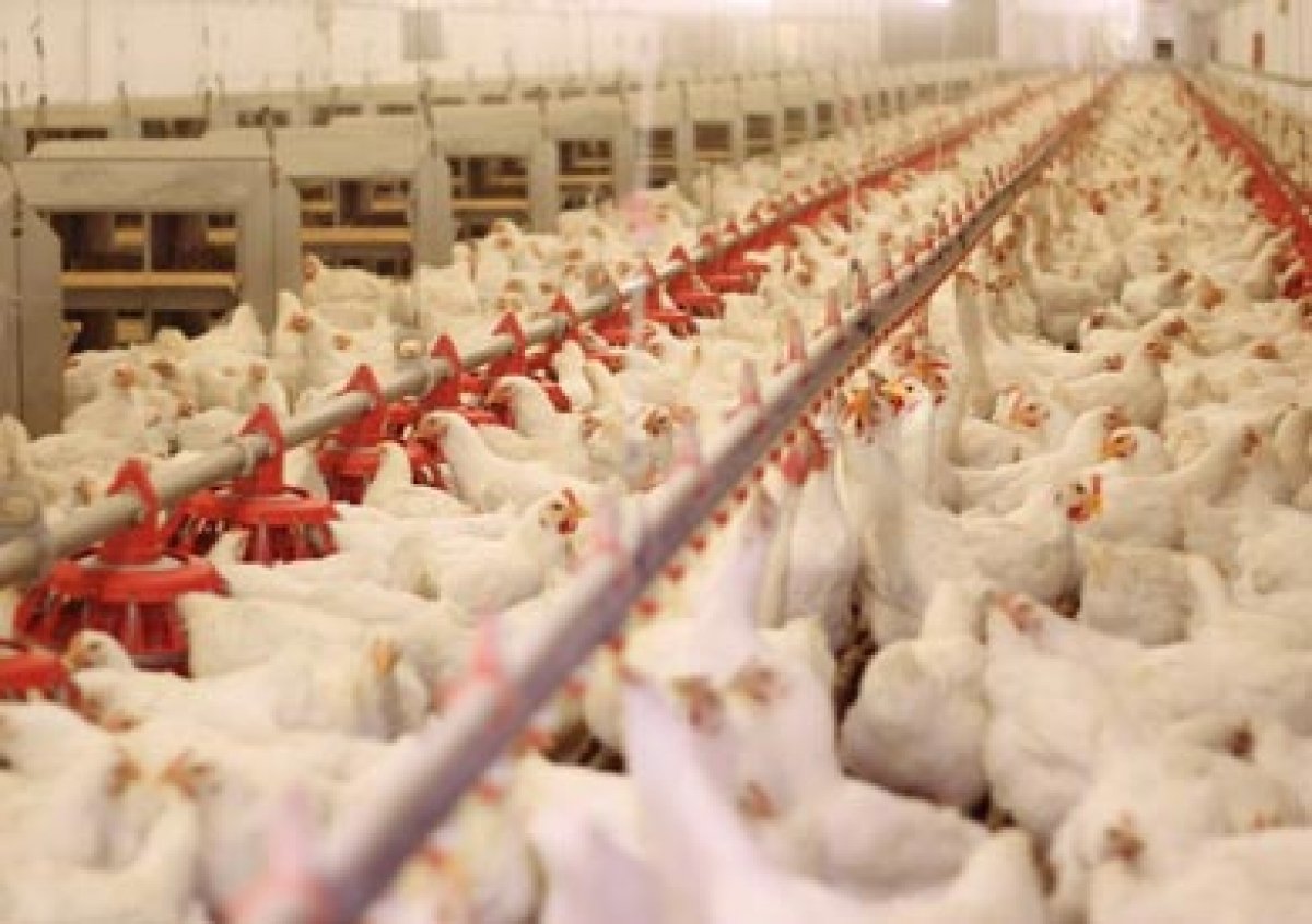 الحكومة تنفي شائعة إرتفاع أسعار الدواجن المجمدة فى المجمعات الاستهلاكية