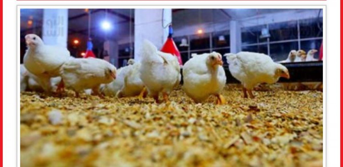 كيلو الدواجن يترواح بين ٢٩-٣٢ جنية مصري