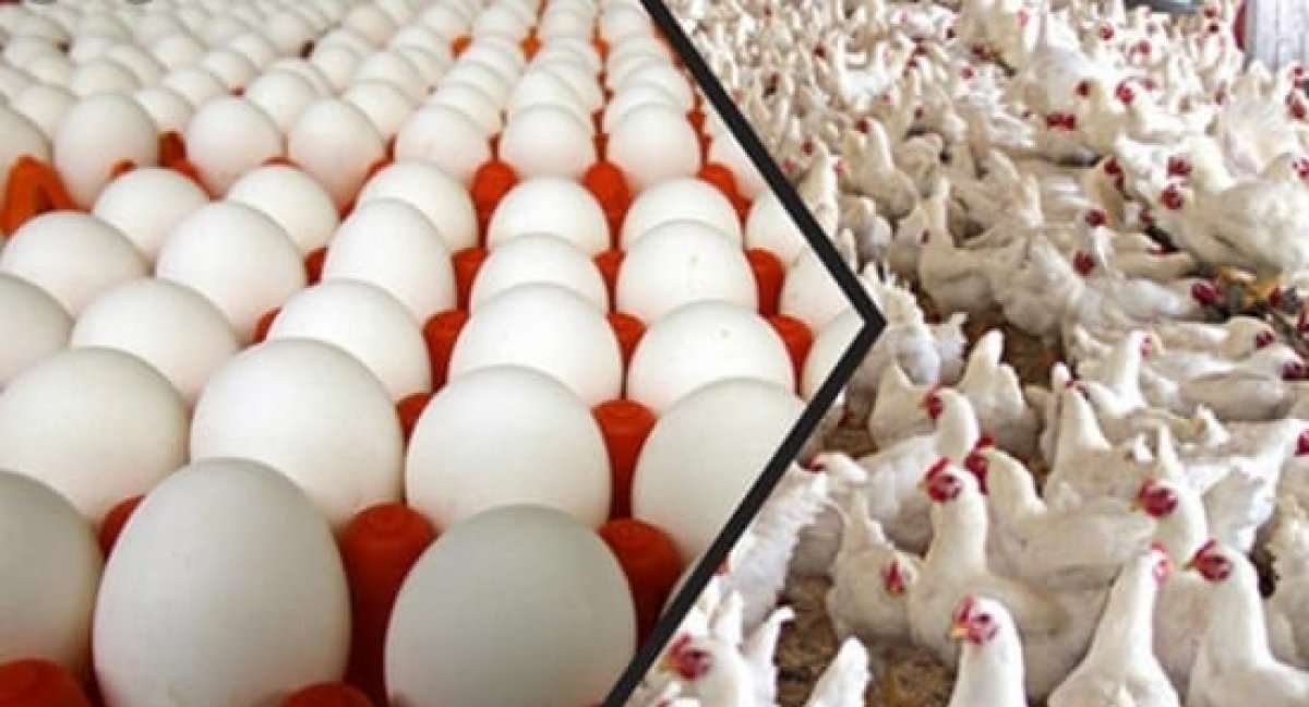 تعرف على أسعار الدواجن وبيض المائدة اليوم