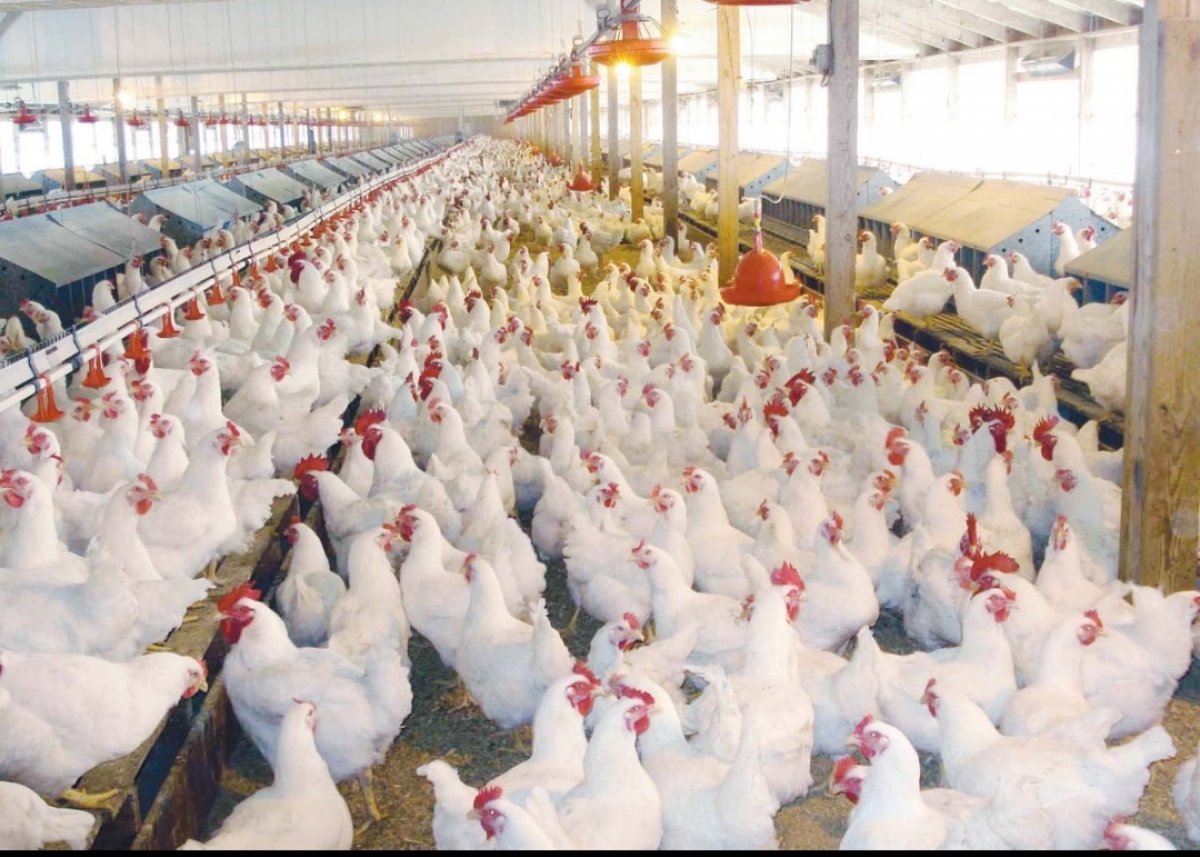 الدواجن تشهد ارتفاعاً في السوق المحلي