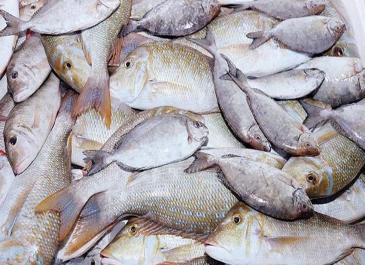 سعر الأسماك في الأسواق المصرية اليوم 