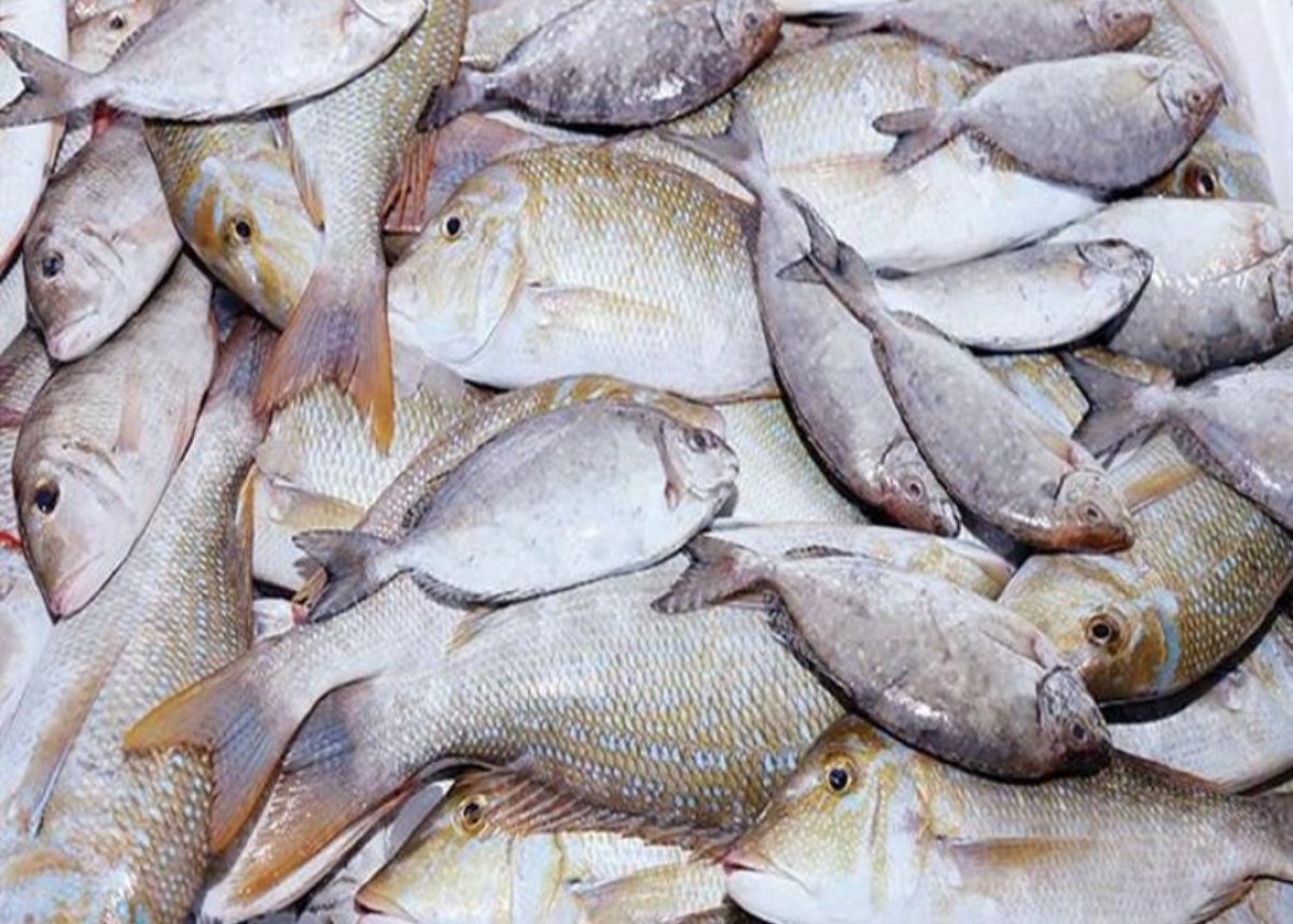 استقرار اسعار السمك و الجمبري بالأسواق 