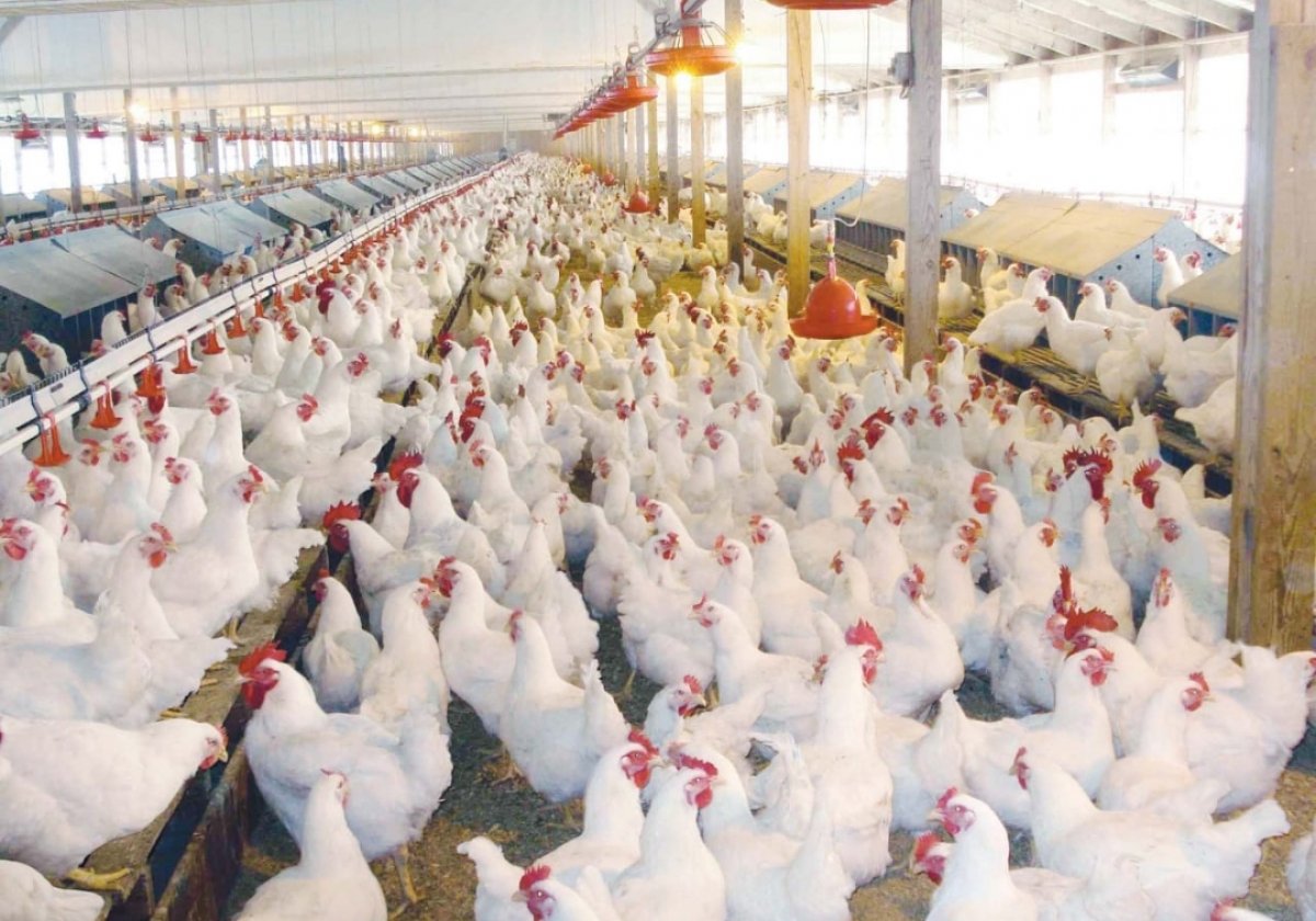 استقرار سعر الدواجن في السوق المحلي 