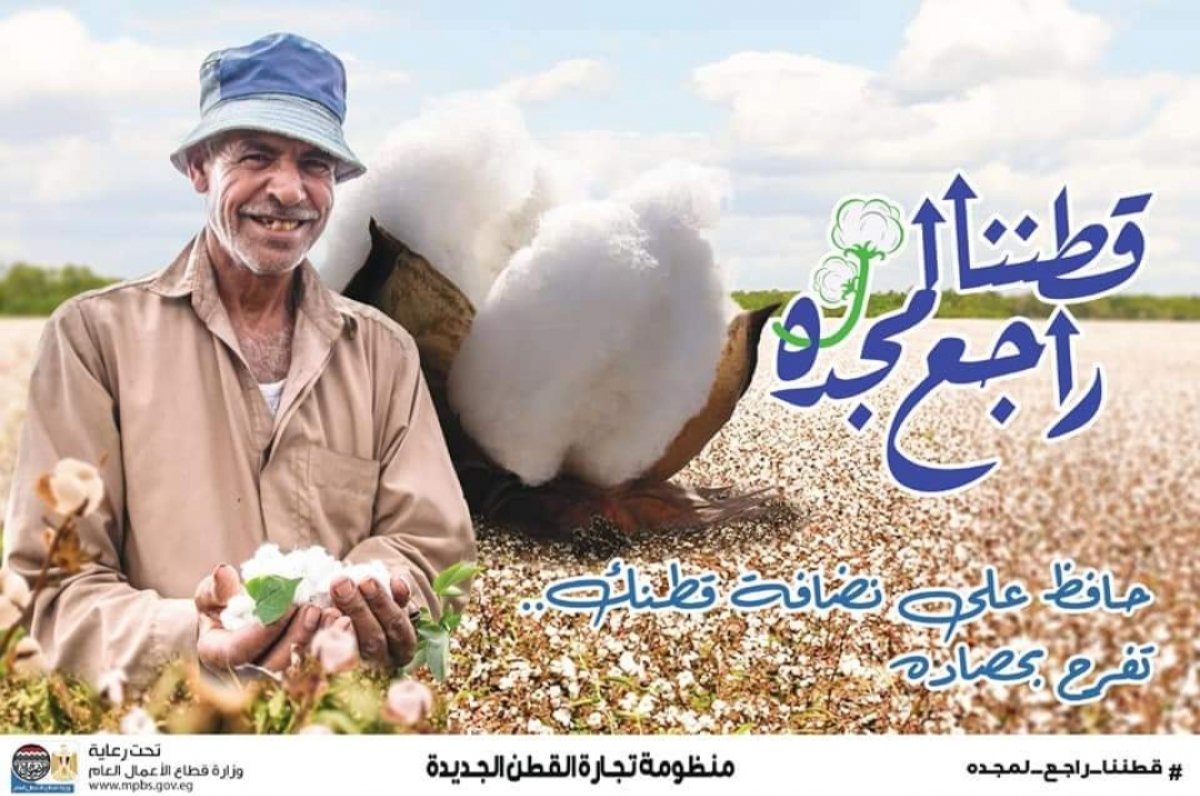 تقرير وزاري ينذر بعودة المجد للقطن المصري