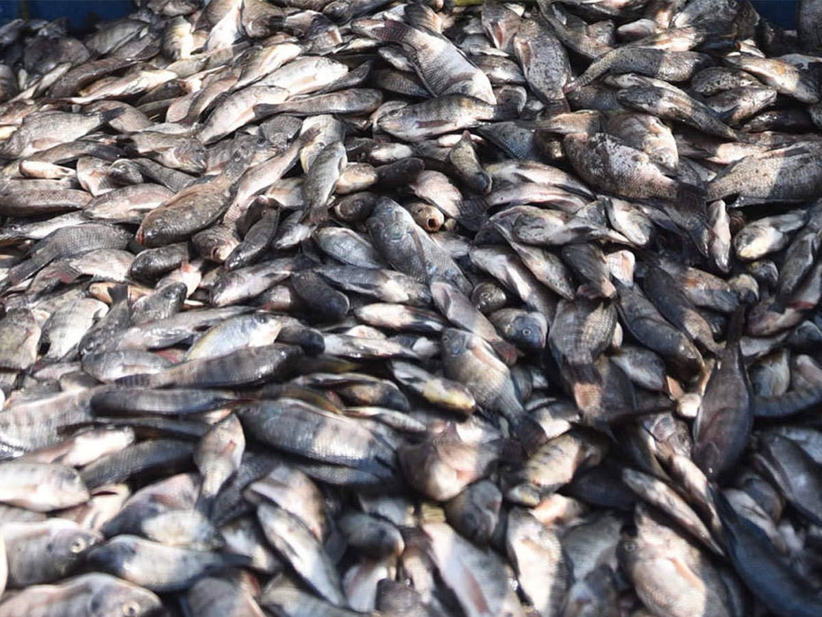 استقرار أسعار الأسماك اليوم 