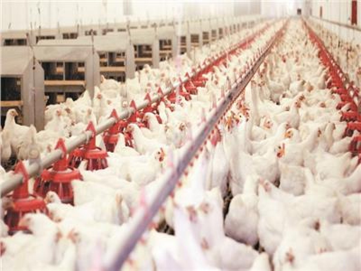 استقرار أسعار الدواجن 