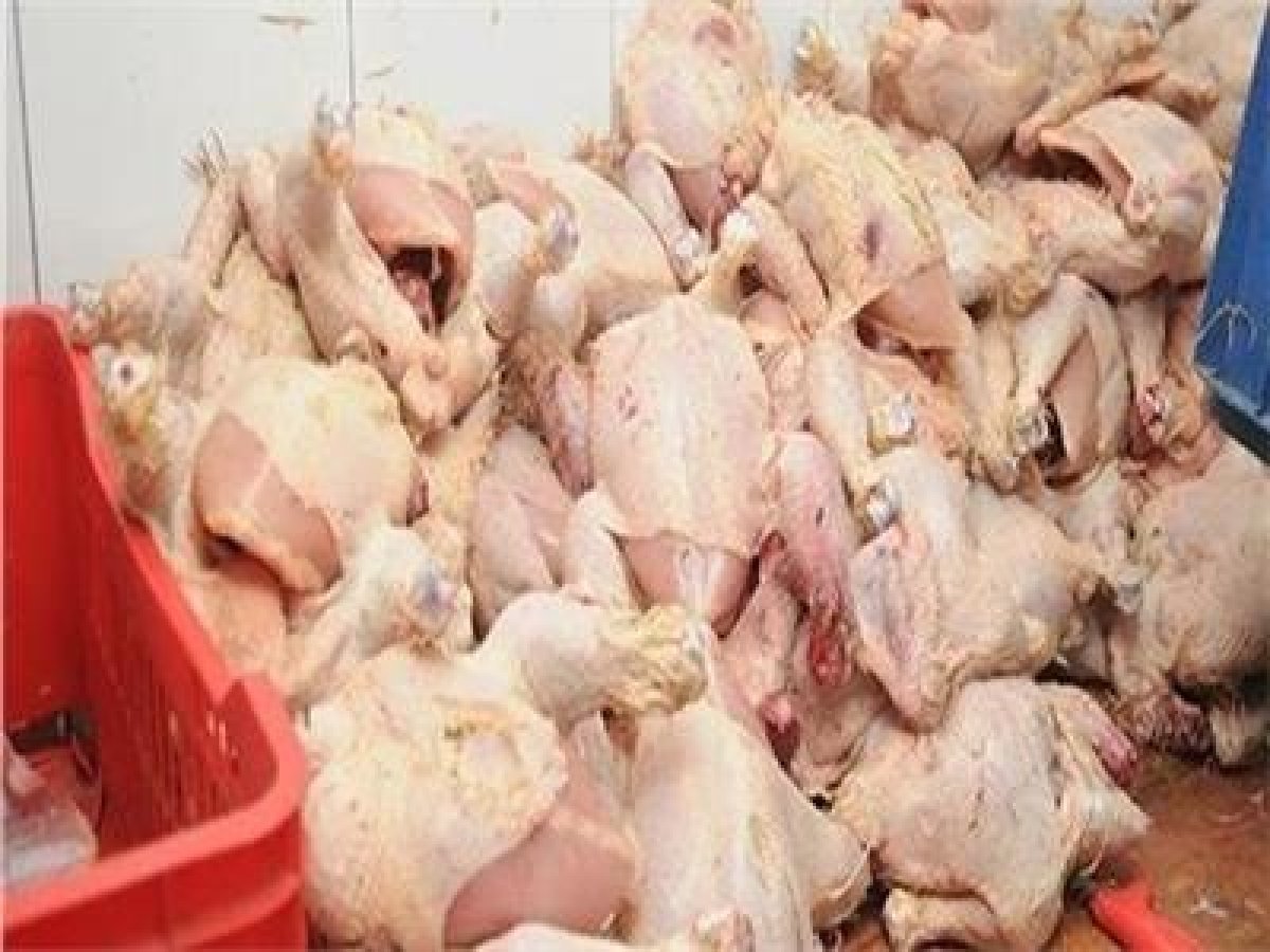 رجال المباحث تنجح في ضبط 750 كيلو من الدواجن الفاسدة بالجيزة.. اعرف التفاصيل