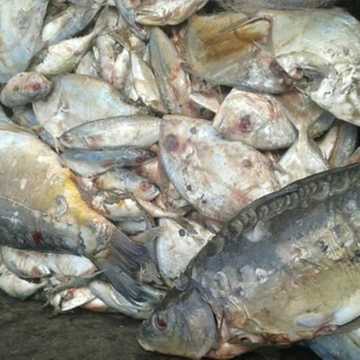 ضبط 13 طن من الأسماك المجمدة الفاسدة بالقليوبية.. اعرف التفاصيل