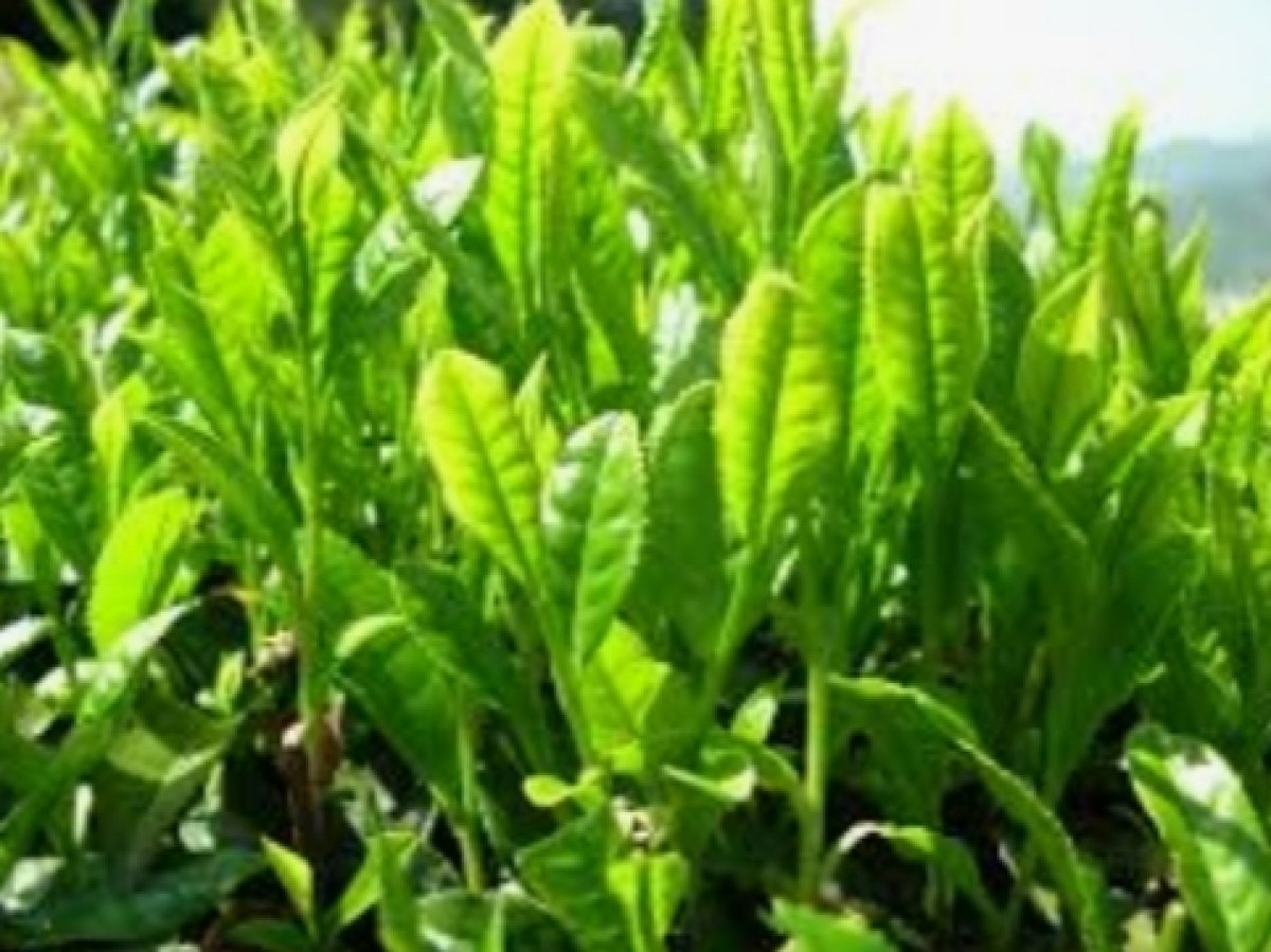 للشاي الأخضر فوائد مهمة للبشرة