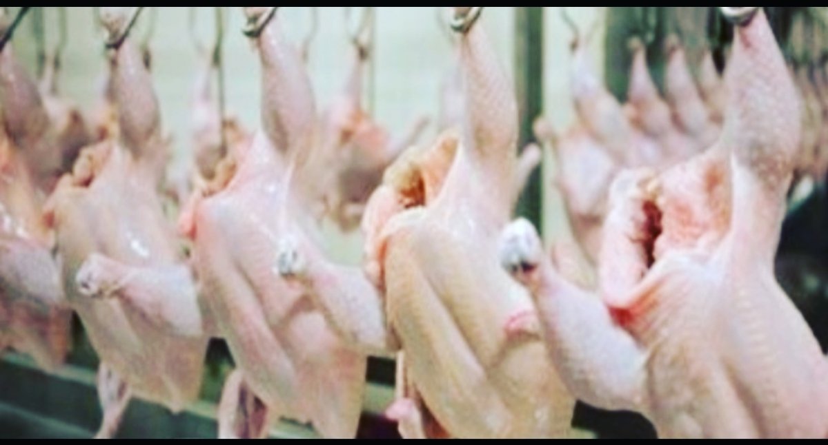 تعرف على أسعار الدواجن 