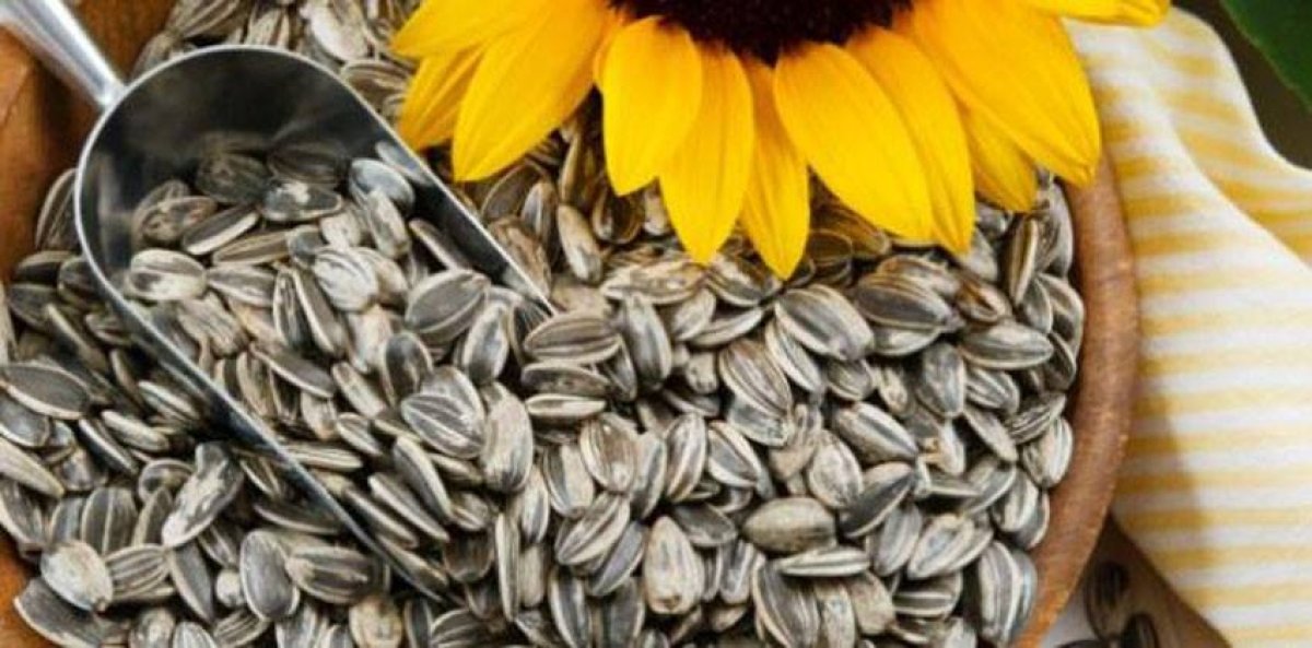تعرف على فوائد وأضرار بذور عباد الشمس