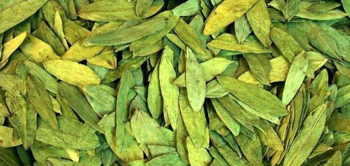 لشعر قوي وبشرة صحية، لك أهم فوائد عشبة "العشرق للبشرة والشعر"