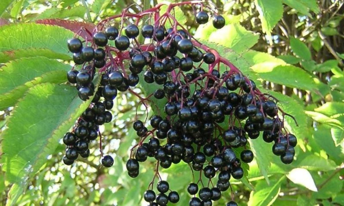 العلماء يكتشفون نبات يساعد على علاج الإنفلونزا.. تعرف عليه 