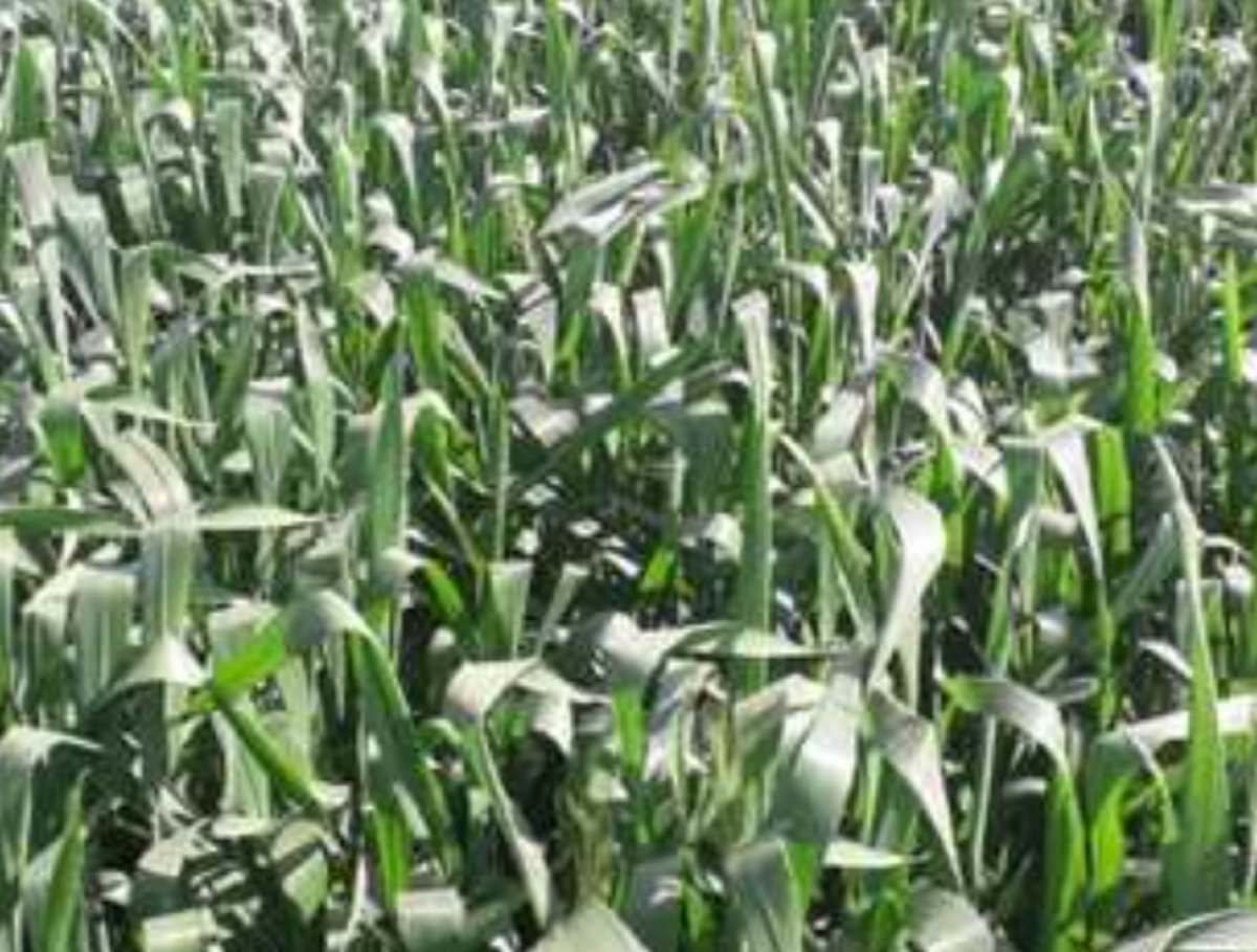 إرتفاع أسعار القمح 20% خلال ساعات قليلة بسبب حروب أوكرانيا