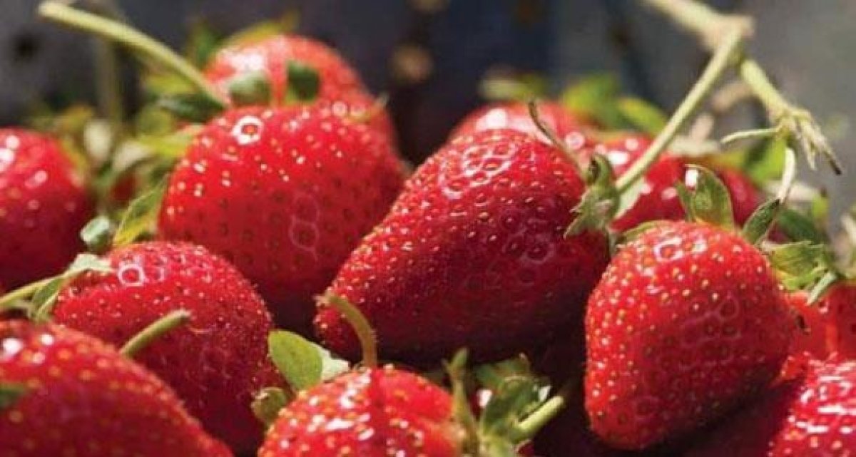 «الفراولة».. موسم الأيدى الناعمة فى البحيرة