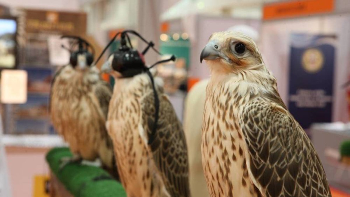 6 فئات في مُسابقة أجمل الصقور بمعرض أبوظبي الدولي للصيد والفروسية