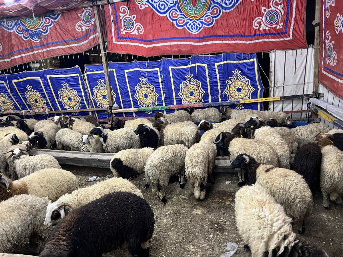 انخفاض أسعار عجول الأضاحى.. إقبال كبير على أسواق المواشى