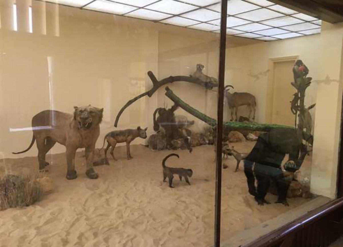 متحف التاريخ الطبيعي بالإسكندرية يعود للحياة بعد غلقه 12 عامًا