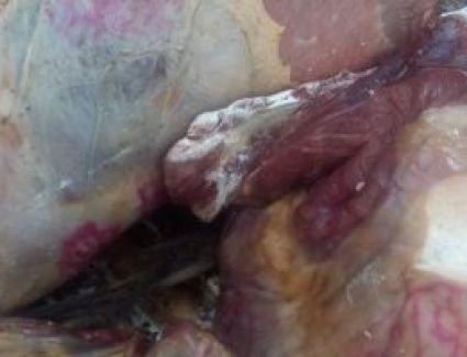 محافظة القاهرة تضبط 37 طن لحوم فاسدة بالأسواق قبل عيد الأضحى