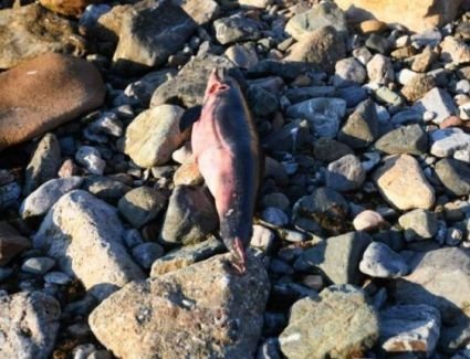 أنشطة صيد بمضيق جبل طارق تؤدي لنفوق أعداد قياسية من الدلافين قرب سبتة