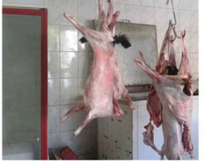 تحرير 137 محضر لمنشآت غذائية مخالفة بالمنيا خلال عيد الأضحى