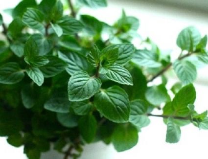 كيف تنشئ مشروعا لتجفيف وتعبئة النباتات الطبية.. وبدعم 75% من جهاز تنمية المشروعات الصغيرة