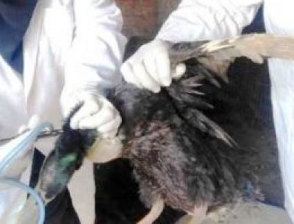 بيطرى الشرقية تحصن 325 ألفا و370 طائرا ضد مرض أنفلونزا الطيور