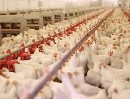 الحكومة تنفي شائعة إرتفاع أسعار الدواجن المجمدة فى المجمعات الاستهلاكية