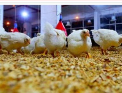 كيلو الدواجن يترواح بين ٢٩-٣٢ جنية مصري