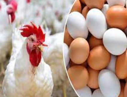 إستقرار في أسعار الدواجن وبيض المائدة