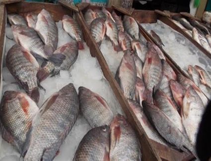 أسعار البلطي في مزارع العبور اليوم