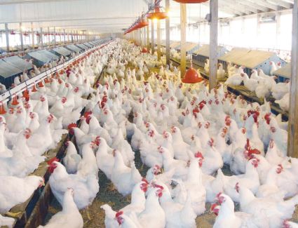 استقرار ملحوظ في أسعار الدواجن في السوق 