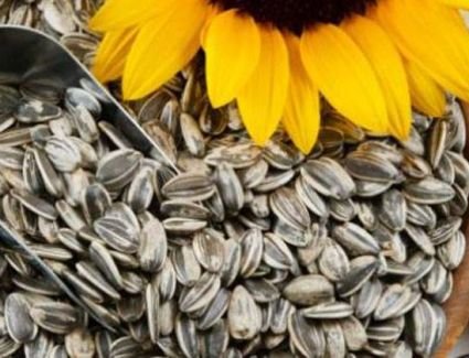 تعرف على فوائد وأضرار بذور عباد الشمس