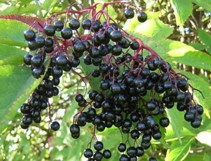 العلماء يكتشفون نبات يساعد على علاج الإنفلونزا.. تعرف عليه 