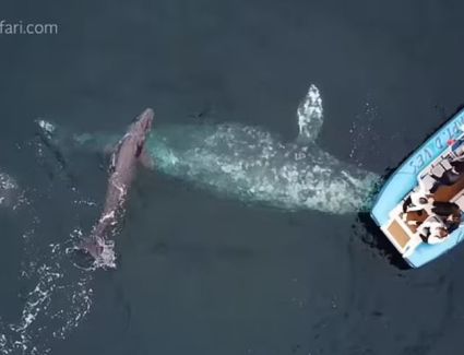 مشهد مثير للدهشة.. أنثى حوت تلد أمام مركب سياح فى كاليفورنيا "فيديو"