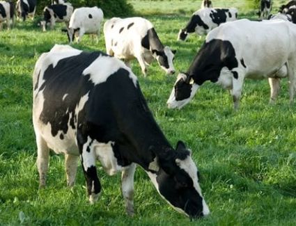  كتب محمد عمار/القصة الكاملة لاستيراد أبقار هولشتاين وتأثيرها على أسعار الألبان