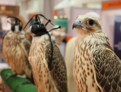 6 فئات في مُسابقة أجمل الصقور بمعرض أبوظبي الدولي للصيد والفروسية