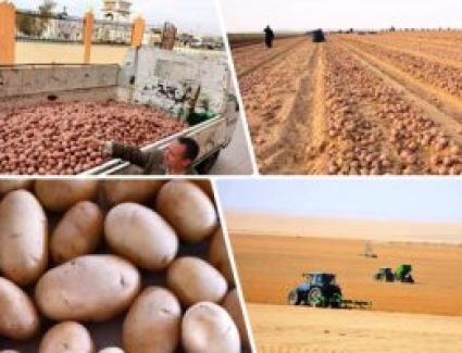 الزراعة: تصدير مليون و32 ألف طن بطاطس منذ بداية العام