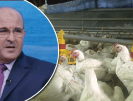 لو عايز تبلغ عن ارتفاع أسعار الدواجن والبيض فى منطقتك.. اعرف الأرقام