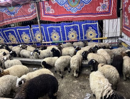 انخفاض أسعار عجول الأضاحى.. إقبال كبير على أسواق المواشى