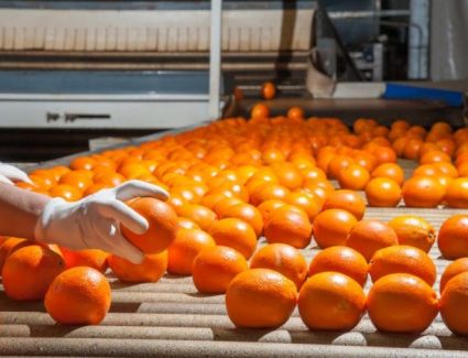 كتب حسن عمار :جهاز مستقبل مصر يُنشئ مدينة صناعية زراعية بإيرادات تصل إلى نحو مليار دولار سنويًا