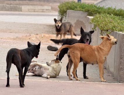 خطة عاجلة بمحافظة الجيزة للتصدي لظاهرة الكلاب الضالة